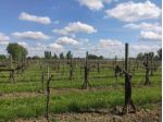 Terreno di 28000 m² in vendita a Rolo