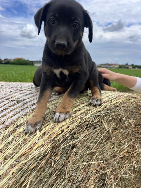Cuccioli incrocio Lagorai per Pastore Tedesco - Foto 9