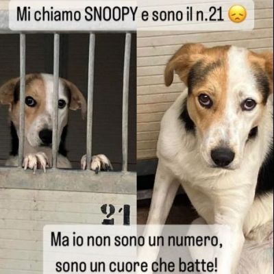 SNOOPY CAGNOLINO IN ADOZIONE