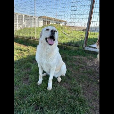 LA DOLCEZZA IN GABBIA, mix labrador CAGNOLINA IN ADOZIONE taglia media - Foto 7