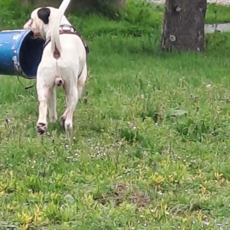 Dog sitter in Verona Valpolicella