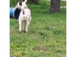 Dog sitter in Verona Valpolicella