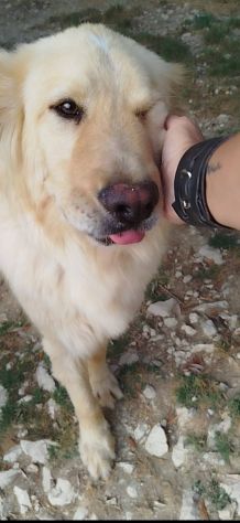 Master - Foto 5