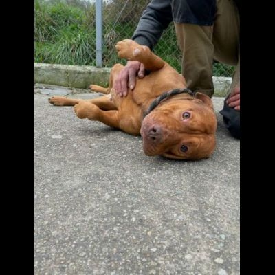 EMMER UNA NUOVA VITA, CANE IN ADOZIONE - Foto 10