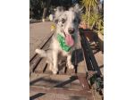 Cuccioli di Border collie