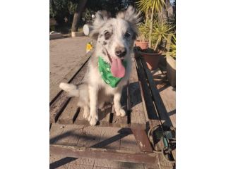 Cuccioli di Border collie