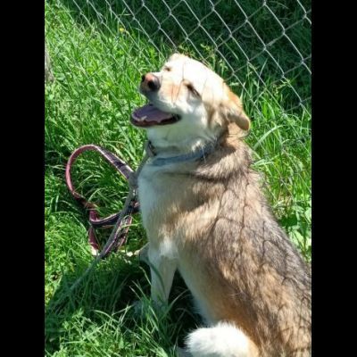 CALLAS DELIZIOSA CAGNOLINA IN ADOZIONE - Foto 9