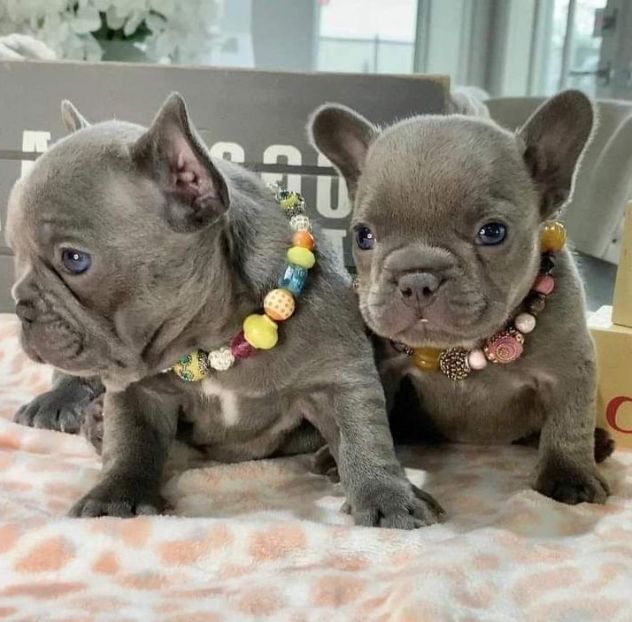 bulldog francese - french bouledogue - pagamento agevolato