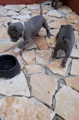 Cuccioli Amstaff Blu con pedigree in Puglia Bari Lecce Taranto Foggia - Foto 8