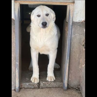 ALISEO, UN SOFFIO DI DOLCEZZA, CUCCIOLO IN ADOZIONE - Foto 2