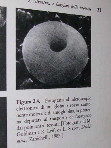 INTRODUZIONE ALLA BIOCHIMICA - Foto 10