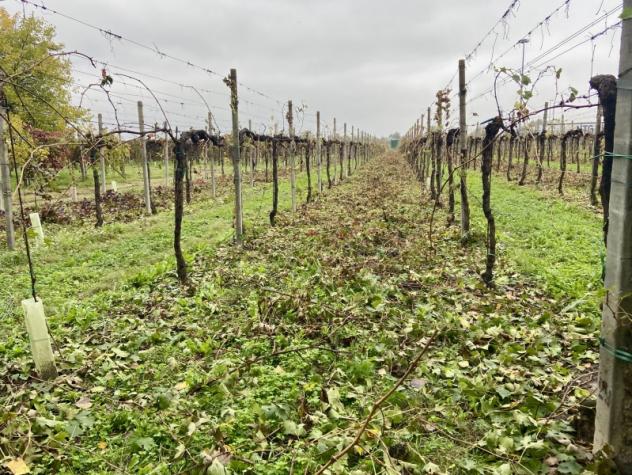 C025. TRA CARPI E CAMPOGALLIANO. TERRENO AGRICOLO USO VIGNETO PRODUTTIVO. - Foto 8