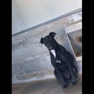 AARON dolce e vitale carbonello, CANE IN ADOZIONE - Foto 5