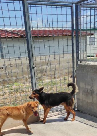 CANE IN ADOZIONE: GRISU' il lupetto abbandonato, taglia medio contenuta - Foto 2