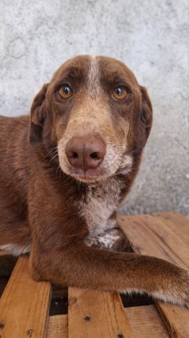 CHOCOLATE 4 ANNI - Foto 4