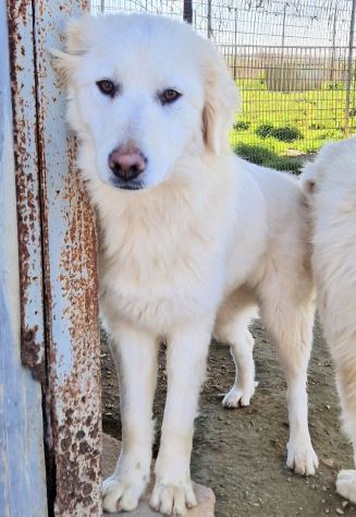 DAFNE,IN CANILE.ADOTTIAMOLA! - Foto 10