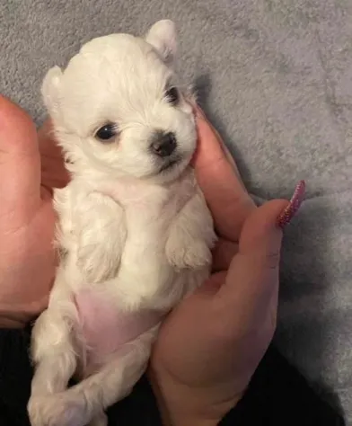 Maltese toy