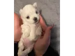 Maltese toy