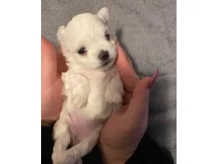 Maltese toy
