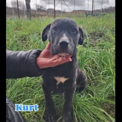 KARIN E I SUOI CUCCIOLI KURT E KELLY, CANI IN ADOZIONE - Foto 4