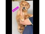 CUCCIOLI IN ADOZIONE
