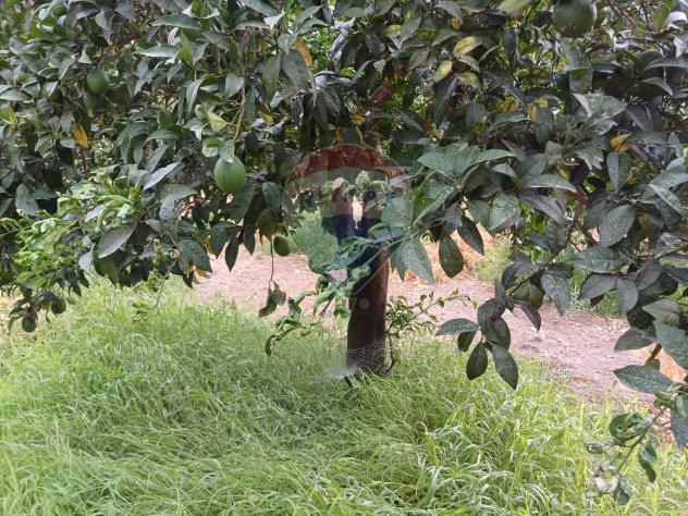 Terreno in vendita a Chiaramonte Gulfi - Foto 4