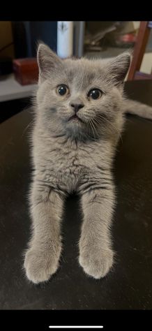 Gattini Certosino