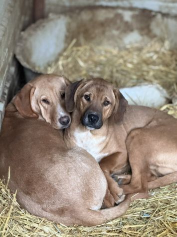 TOM & TINO, buffissimi cuccioli orecchie lunghe! - Foto 7