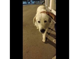 GIOVANE CANE IN ADOZIONE, DOLCISSIMO