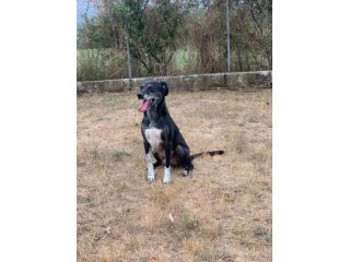 Zeus cagnolino sfortunato