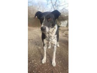Kika