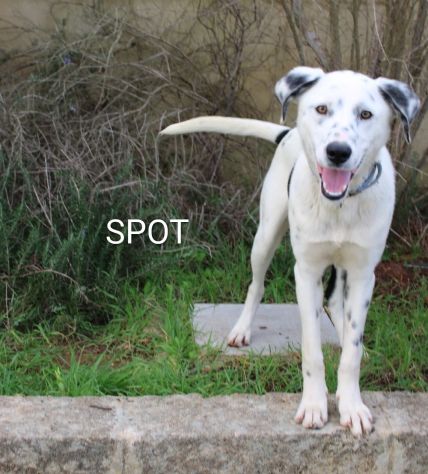 Una famiglia per il cucciolone Spot - Foto 3