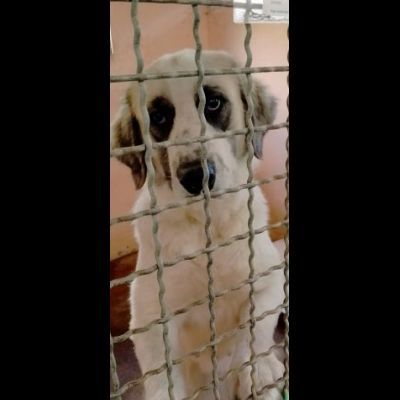 POMEZIA BELLISSIMA CAGNOLONA IN ADOZIONE