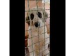 POMEZIA BELLISSIMA CAGNOLONA IN ADOZIONE