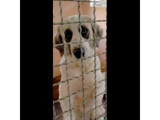 POMEZIA BELLISSIMA CAGNOLONA IN ADOZIONE