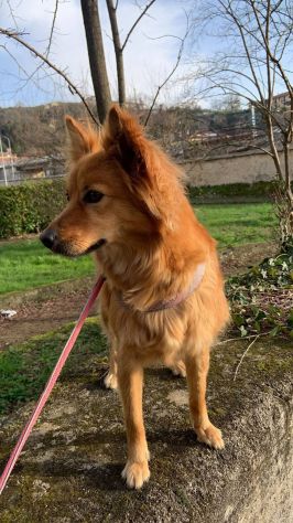 PRISCILLA CERCA CASA CAGNOLINA IN ADOZIONE - Foto 3