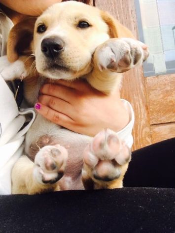 dog sitter zona prati - delle vittorie
