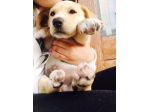 dog sitter zona prati - delle vittorie