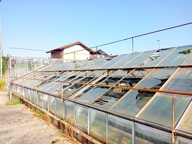 Azienda di floricoltura a Pozzuolo del Friuli - Foto 7