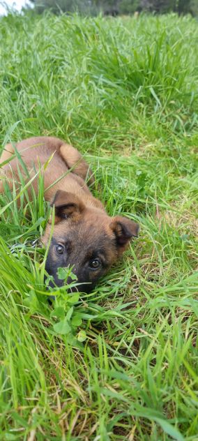 Cuccioli Pastore Belga Malinois in Campania - Foto 4