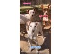 MAMMA MEDEA E CUCCIOLI BIAGIO ED ARIANNA: in adozione.