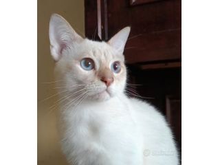 Disponibile Micino Thai - Siamese Tradizionale