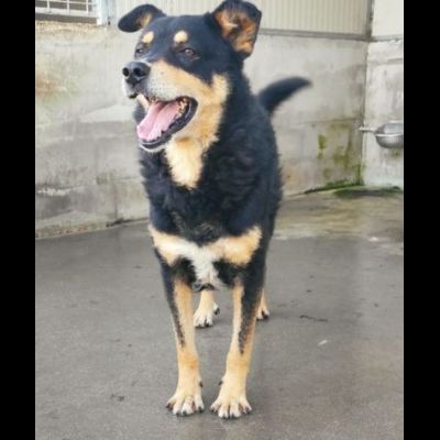 CAMBIA IL DESTINO DI CHI NON PUO' PARLARE, CANE IN ADOZIONE - Foto 4