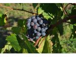 Azienda agricola in vendita a Castelnuovo Berardenga 545 mq  Rif: 616188