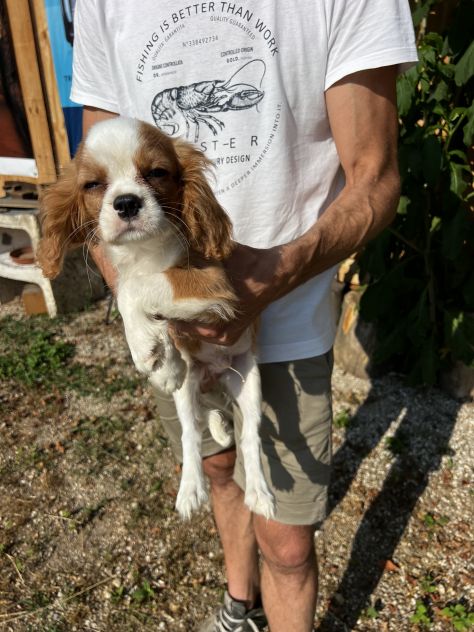 Cucciolo Maschietto Cavalier King Charles Spaniel - Foto 4