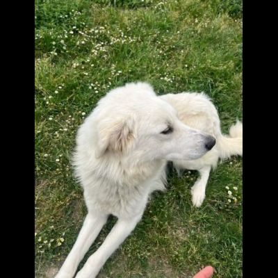 GERICO SPLENDIDO PMA, PRIGIONIERO IN CANILE, CANE IN ADOZIONE - Foto 2