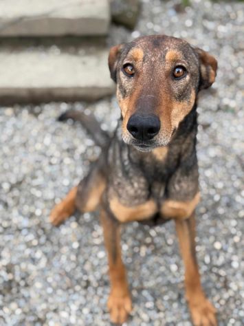 ARTU', magnifico mix DOBERMANN