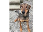 ARTU', magnifico mix DOBERMANN