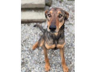 ARTU', magnifico mix DOBERMANN