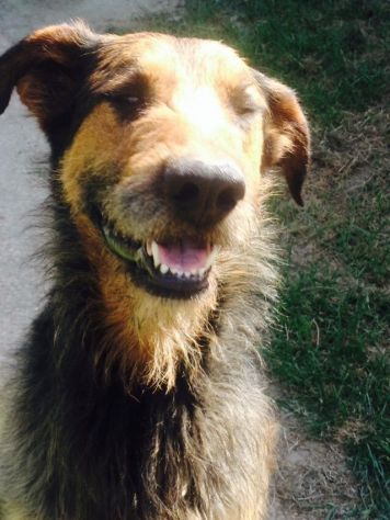 ROY, dolcissimo mix spinone / dobermann - Foto 2
